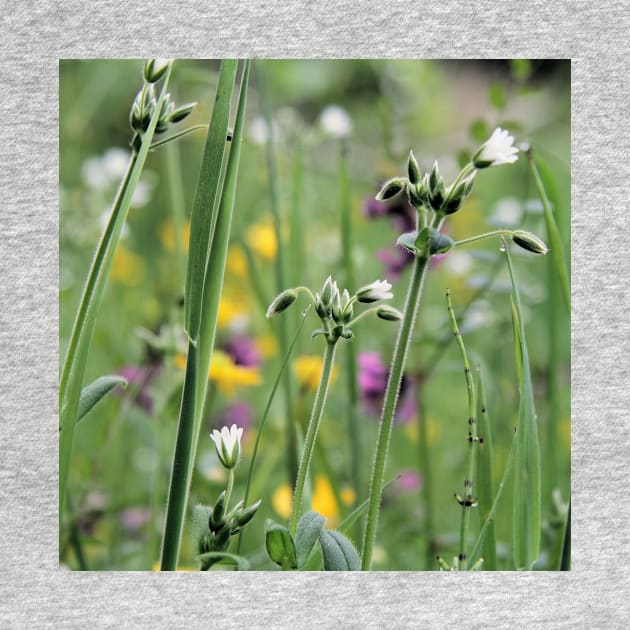 Lightness of Being - Early summer meadow flowers by WesternExposure